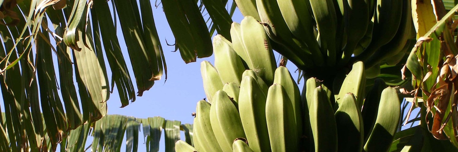 ImaBananas's profile banner image