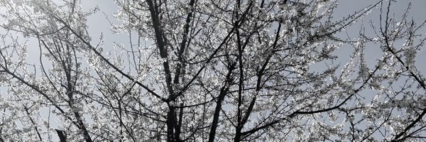quietv0ices Profile Banner