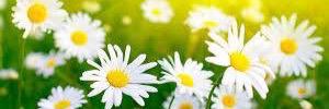 MarieAlsie's profile banner image
