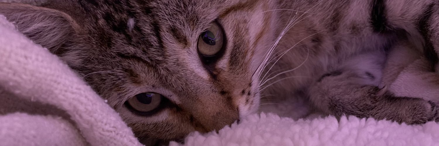 babyleocat's profile banner image