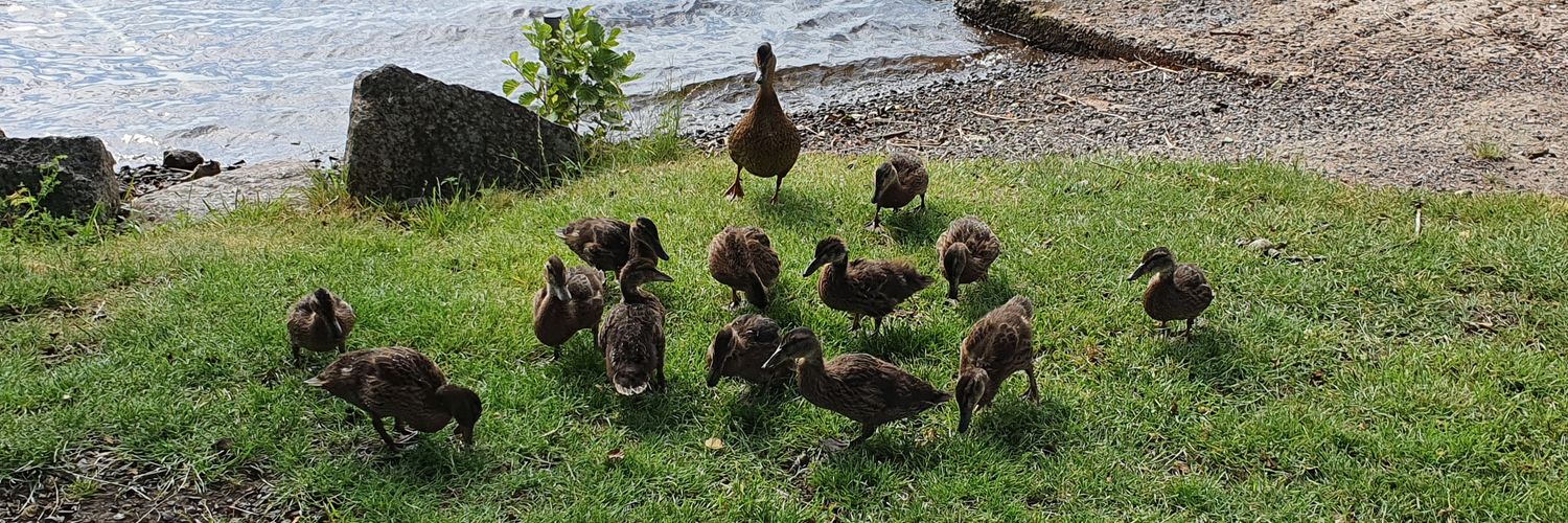 Andreas Farre banner