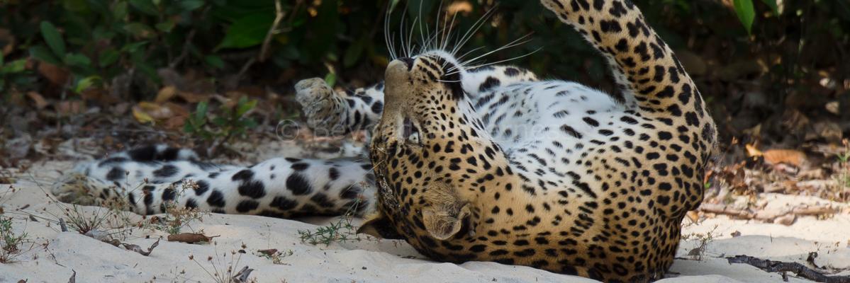 Milinda_W's profile banner image