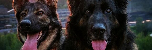 Doggo Info Tweets banner