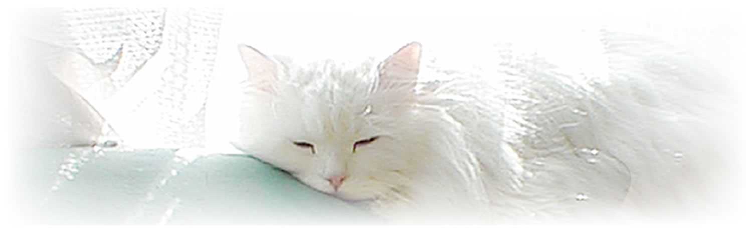 nekobatake's profile banner image