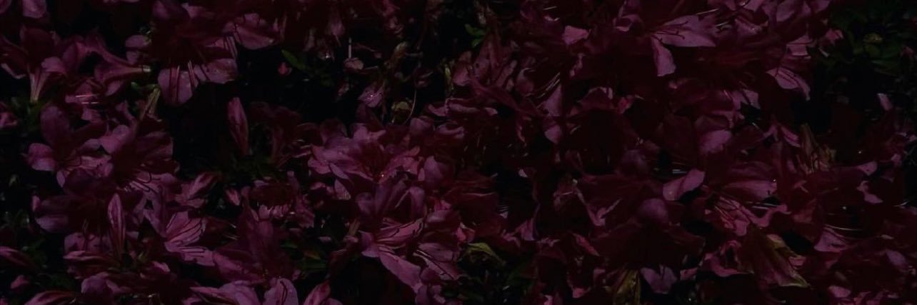 lavenderblunts4's profile banner image