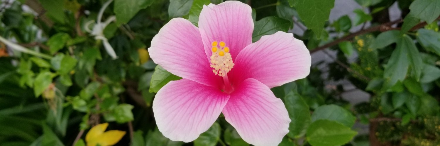 崎濱 綾子🌺沖縄🌺/うちなーんちゅ気象予報士/気象防災アドバイザー/防災士/ウェザーマップ banner