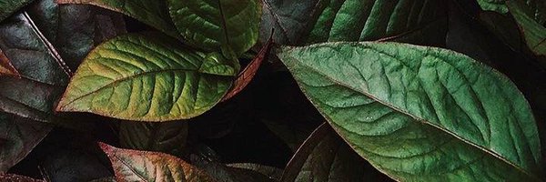 aurialazim Profile Banner