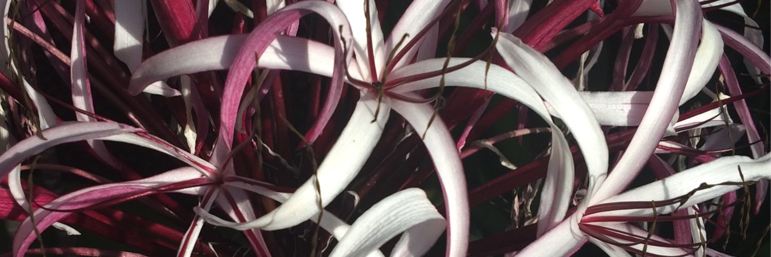 amykpaul's profile banner image