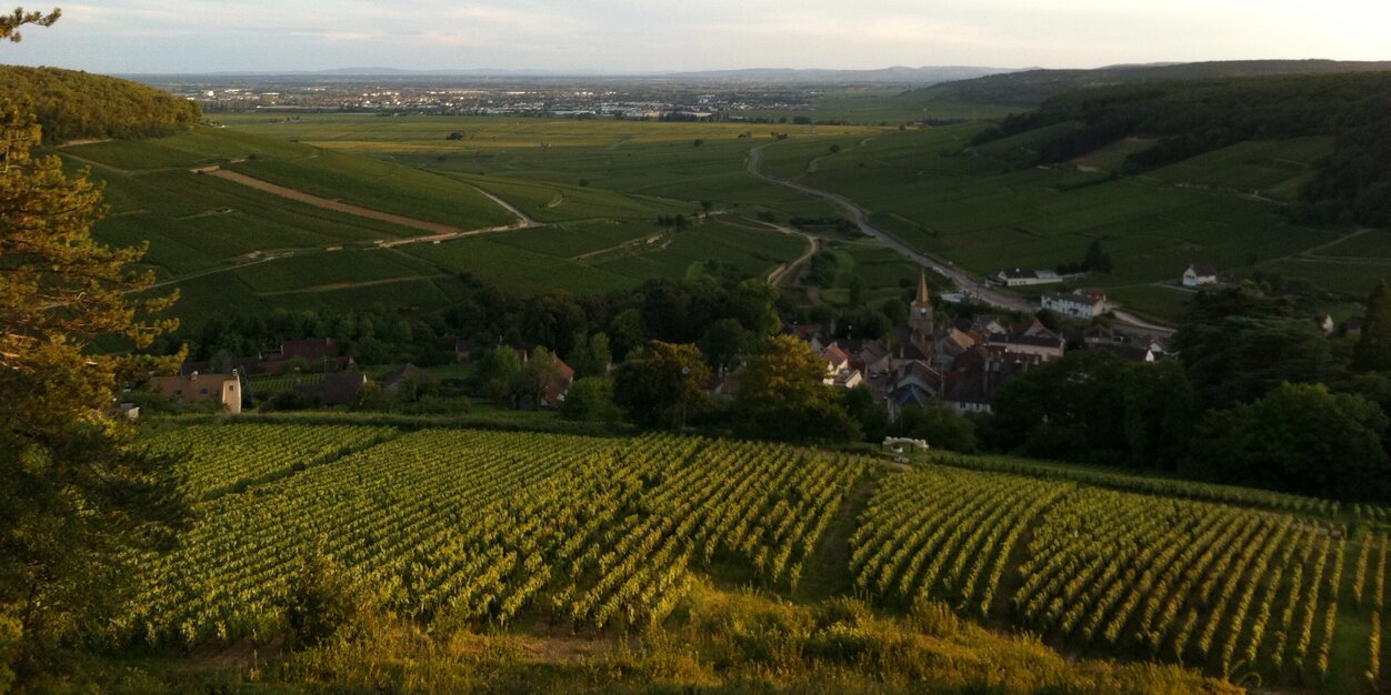 Tristan Habeck banner