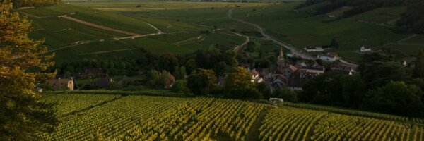 Triddy Profile Banner