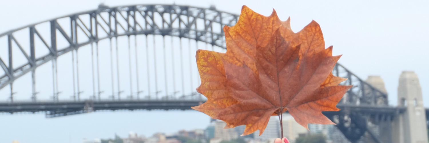 Steven Wang S9B banner