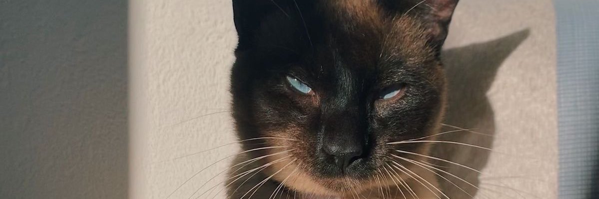 luucaloo's profile banner image