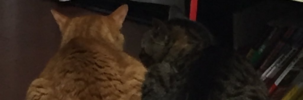 Ygamak0's profile banner image