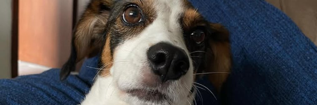 lopis pai de menino banner