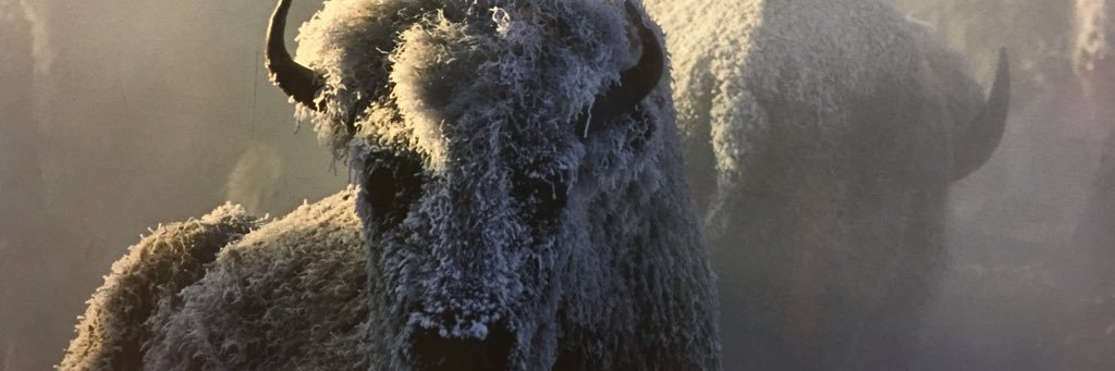 rogerbissor's profile banner image