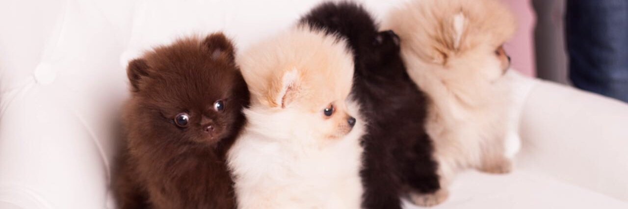 Lovepupuk's profile banner image