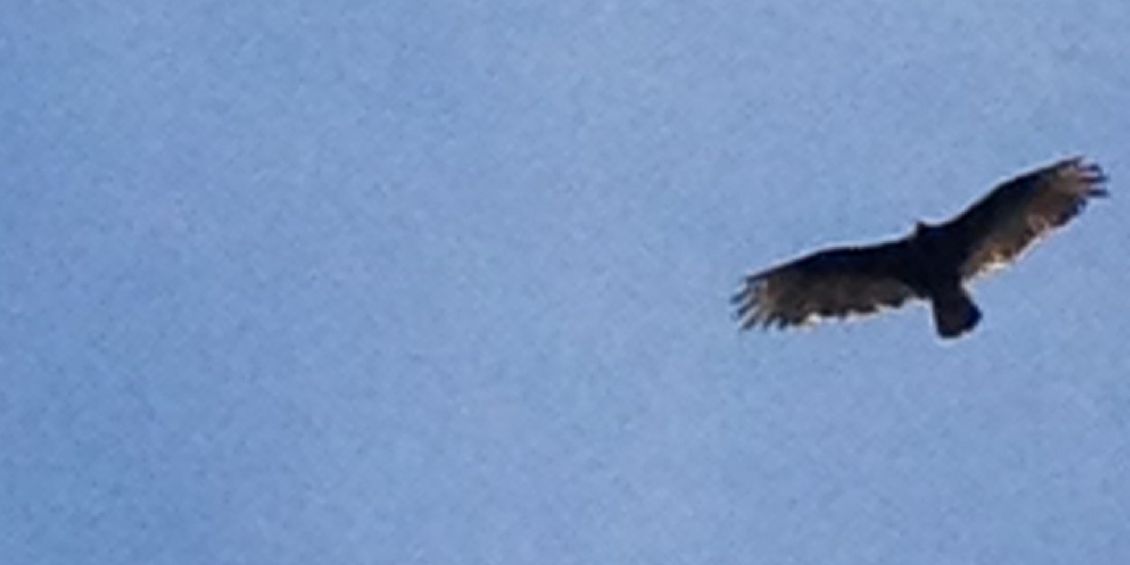 ZBirD33's profile banner image