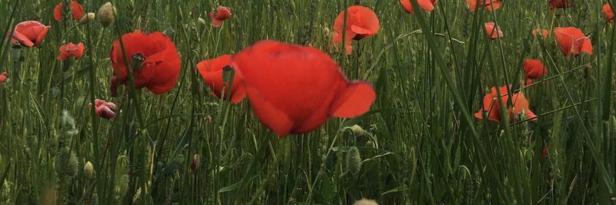 mrinaubach's profile banner image