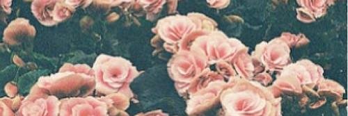 romina_staner's profile banner image