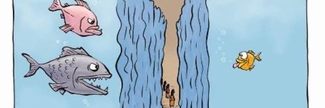 David Pickwick banner