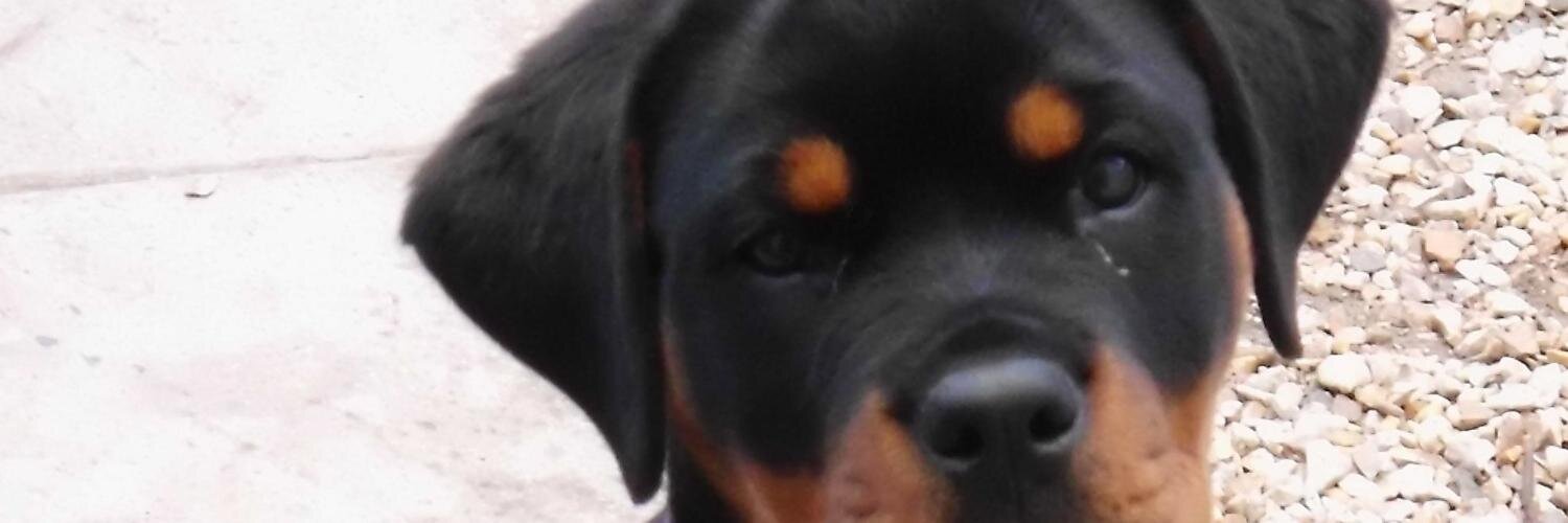 RottieRescue's profile banner image