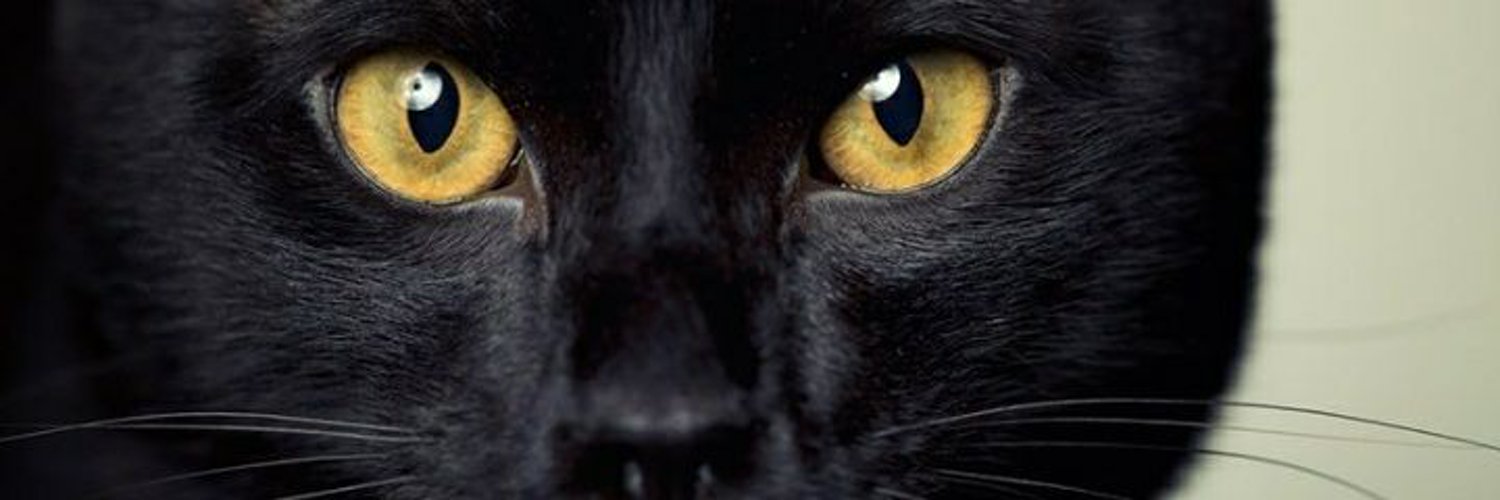 Black_Cats are the best Profile Banner