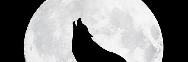 N0bleWolf's profile banner image
