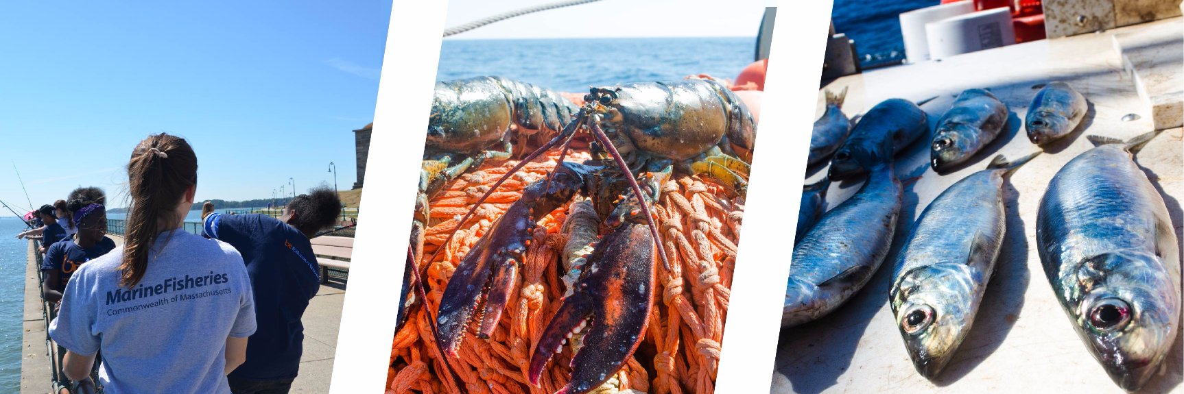 MA Division of Marine Fisheries banner