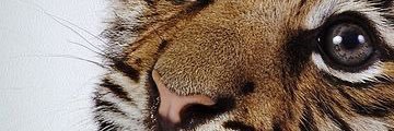 EllenGeul's profile banner image