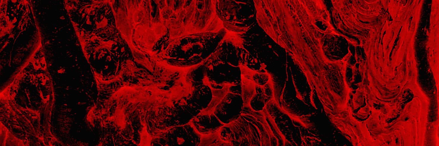 thinviscera's profile banner image