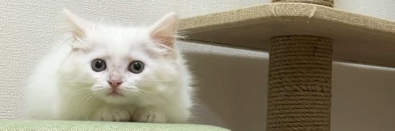 meow_circle's profile banner image