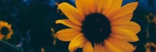 Katherine_28___'s profile banner image