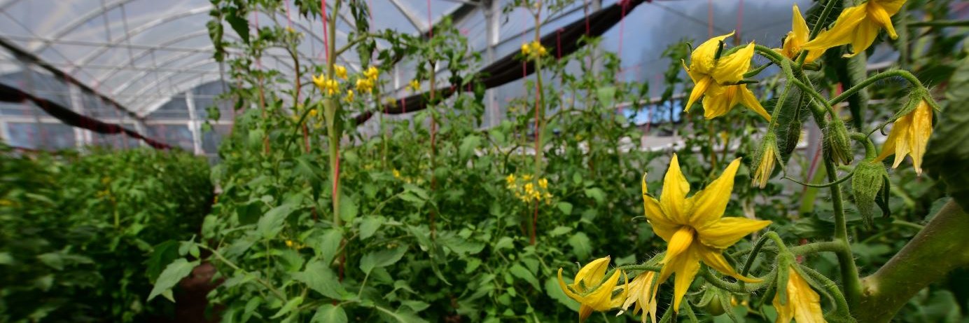 𝗔𝗹𝗲𝗷𝗮𝗻𝗱𝗿𝗼 𝗛𝗼𝗿𝗮𝗰𝗸 banner