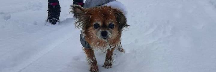 Morella Morells banner