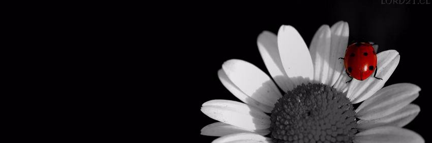 lhhrisso's profile banner image