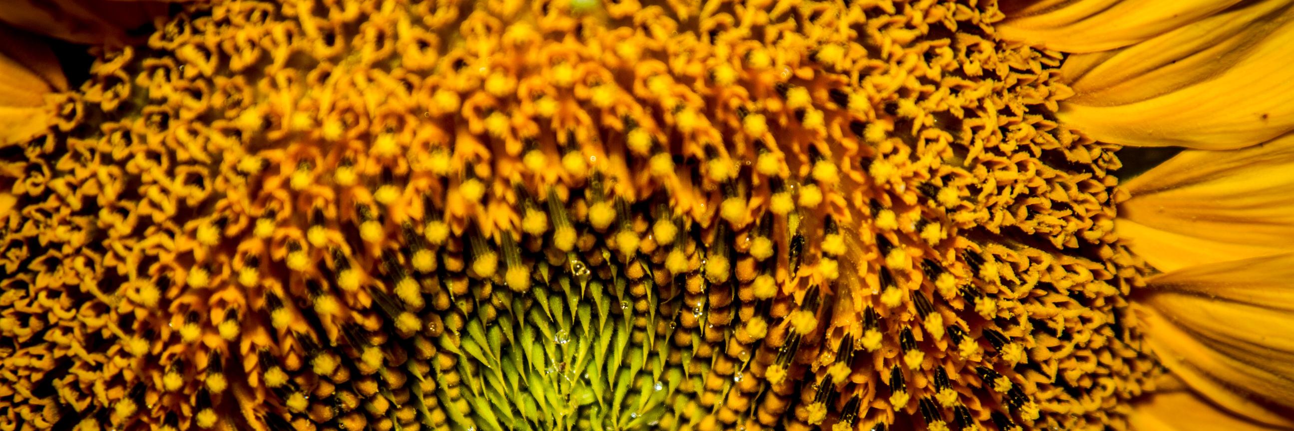 vargaborka's profile banner image