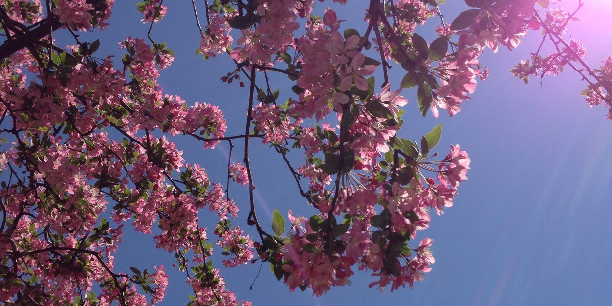 Jillian Baer banner