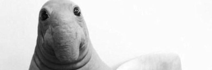 فضاوه ، banner