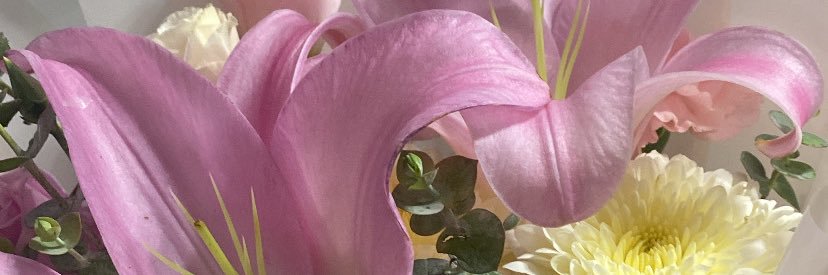 camipayne banner