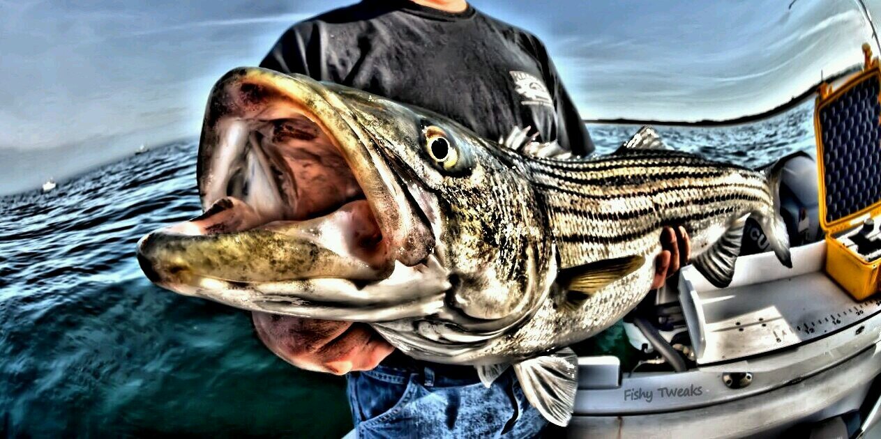 Wicked Fishah banner