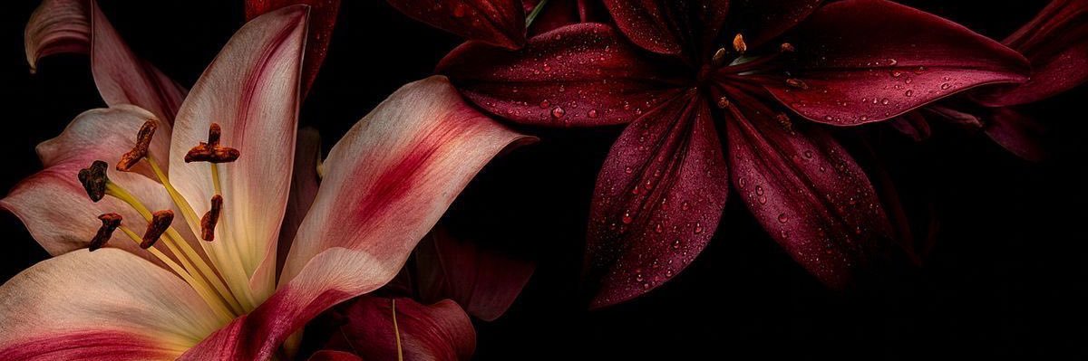 nidia ⋆୨୧˚ banner