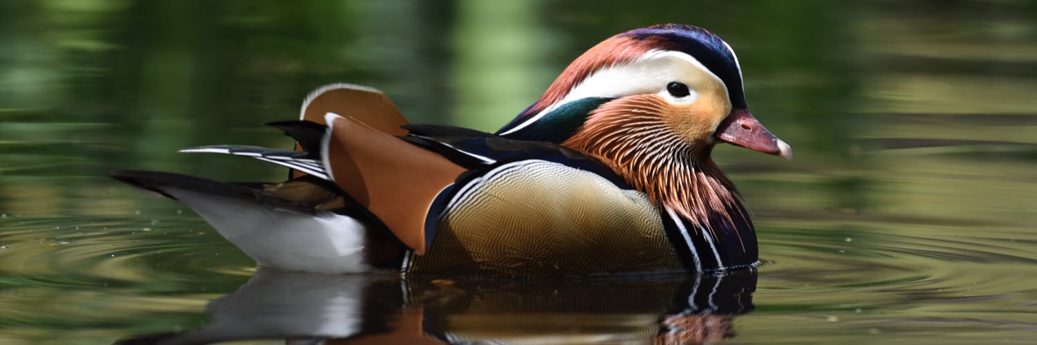 LondonNaturePi2's profile banner image