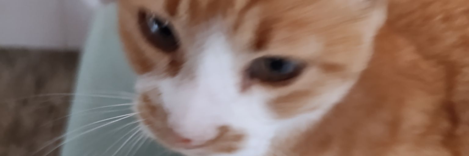 WildlingPartne's profile banner image