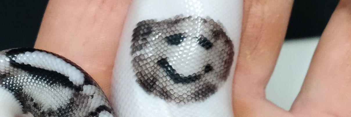 J&KsVPI Axanthics/Crypto Snakes banner