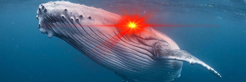 Mempool Whales 🐋 banner