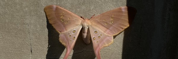 commonjuls Profile Banner