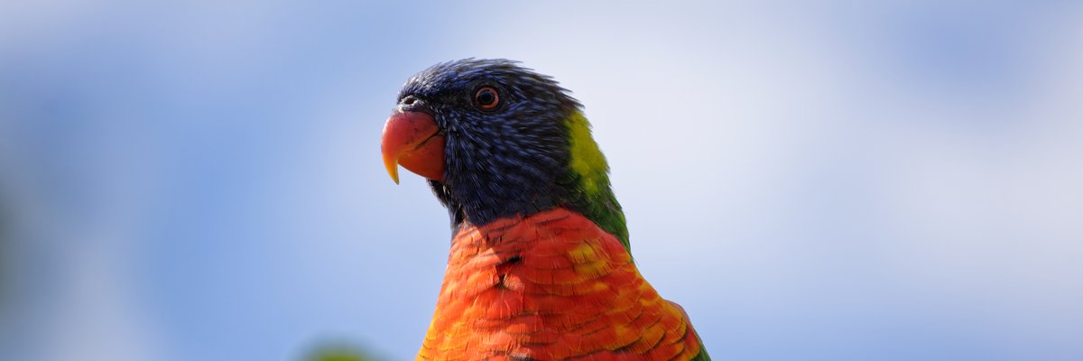 TheRealPembo's profile banner image