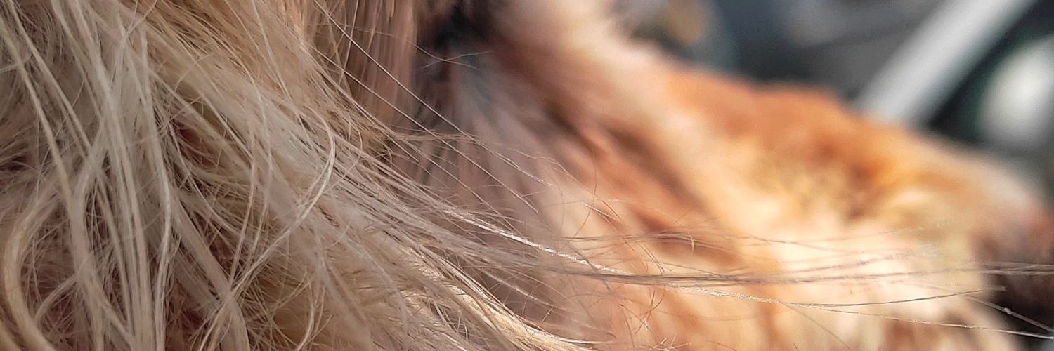 AliClackley's profile banner image