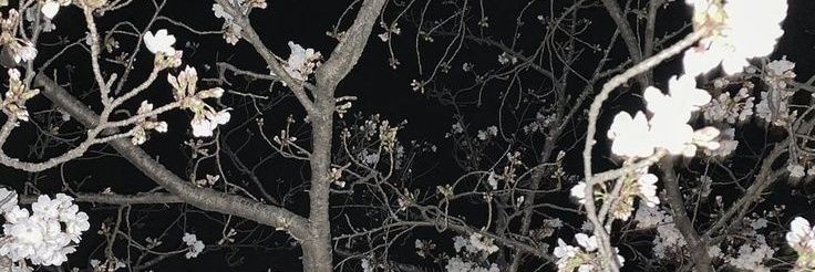 softhugsss's profile banner image