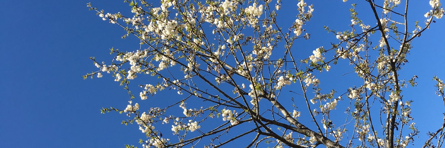 Edwina Nummey banner